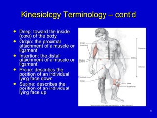 Kinesiology Terminology – cont’d <ul><li>Deep: toward the inside (core) of the body </li></ul><ul><li>Origin: the proximal...