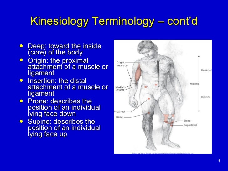 Basic Principles of Kinesiology