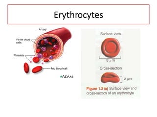 Erythrocytes
 