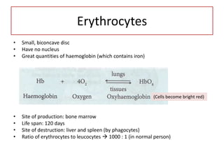 Erythrocytes
•   Small, biconcave disc
•   Have no nucleus
•   Great quantities of haemoglobin (which contains iron)




                                                             (Cells become bright red)



•   Site of production: bone marrow
•   Life span: 120 days
•   Site of destruction: liver and spleen (by phagocytes)
•   Ratio of erythrocytes to leucocytes  1000 : 1 (in normal person)
 
