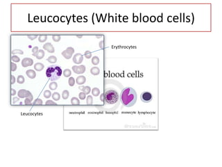 Leucocytes (White blood cells)
                 Erythrocytes




Leucocytes
 