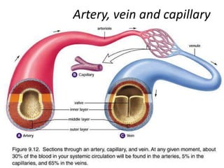 Artery, vein and capillary
 