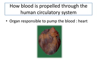 How blood is propelled through the
      human circulatory system
• Organ responsible to pump the blood : heart
 