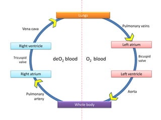 Lungs

                                                  Pulmonary veins
      Vena cava



   Right ventricle                                Left atrium


Tricuspid                                                    Bicuspid
    valve
                     deO2 blood       O2 blood               valve


    Right atrium                                 Left ventricle



                                                     Aorta
        Pulmonary
            artery
                             Whole body
 