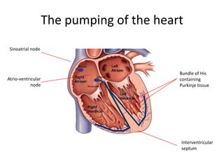 The pumping of the heart
 Sinoatrial node



                                           Bundle of His
Atrio-ventricular                          containing
            node                           Purkinje tissue




                                           Interventricular
                                           septum
 