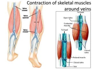 Contraction of skeletal muscles
                  around veins
 