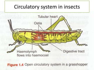 Circulatory system in insects
 