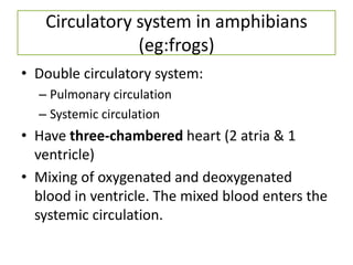 Circulatory system in amphibians
               (eg:frogs)
• Double circulatory system:
  – Pulmonary circulation
  – Systemic circulation
• Have three-chambered heart (2 atria & 1
  ventricle)
• Mixing of oxygenated and deoxygenated
  blood in ventricle. The mixed blood enters the
  systemic circulation.
 