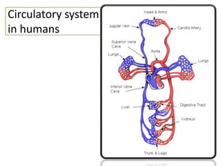 Circulatory system
in humans
 