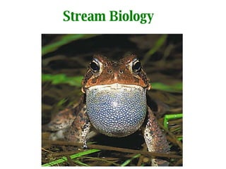 Stream Biology 
