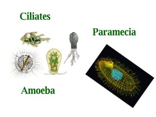 Ciliates Paramecia Amoeba 