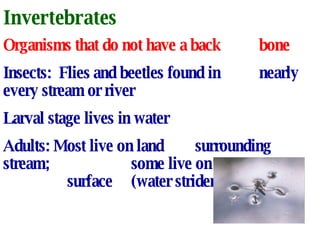 Invertebrates Organisms that do not have a back bone Insects:  Flies and beetles found in nearly every stream or river Larval stage lives in water Adults: Most live on land  surrounding stream;  some live on water  surface (water striders) 