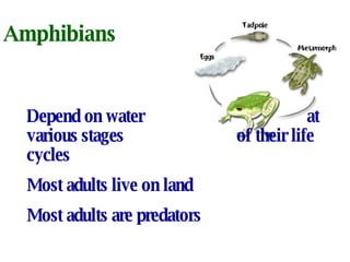 Amphibians Depend on water  at various stages of their life cycles Most adults live on land Most adults are predators 