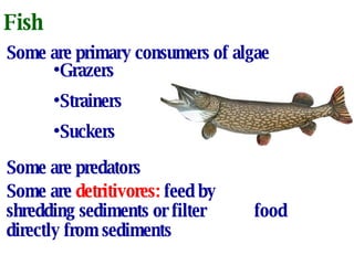 Fish Some are primary consumers of algae Grazers Strainers Suckers Some are predators Some are  detritivores:  feed by  shredding sediments or filter  food directly from sediments  