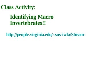 Class Activity: Identifying Macro  Invertebrates!! http://people.virginia.edu/~sos-iwla/Stream-Study/Key/MacroKeyIntro.HTML 