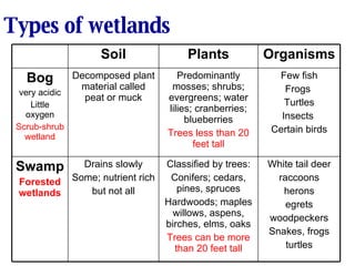 Types of wetlands White tail deer raccoons herons egrets woodpeckers Snakes, frogs turtles Classified by trees: Conifers; cedars, pines, spruces Hardwoods; maples willows, aspens, birches, elms, oaks Trees can be more than 20 feet tall Drains slowly Some; nutrient rich but not all Swamp Forested wetlands Few fish Frogs  Turtles Insects  Certain birds Predominantly mosses; shrubs; evergreens; water lilies; cranberries; blueberries Trees less than 20 feet tall Decomposed plant material called peat or muck Bog very acidic Little oxygen Scrub-shrub wetland Organisms Plants Soil 