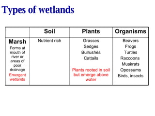 Types of wetlands Beavers Frogs Turtles Raccoons  Muskrats Opossums Birds, insects Grasses Sedges Bulrushes Cattails Plants rooted in soil but emerge above water Nutrient rich Marsh Forms at mouth of river or areas of poor drainage Emergent wetlands Organisms Plants Soil 