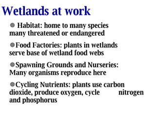 Wetlands at work Habitat: home to many species many threatened or endangered Food Factories: plants in wetlands  serve base of wetland food webs Spawning Grounds and Nurseries: Many organisms reproduce here Cycling Nutrients: plants use carbon dioxide, produce oxygen, cycle nitrogen and phosphorus 