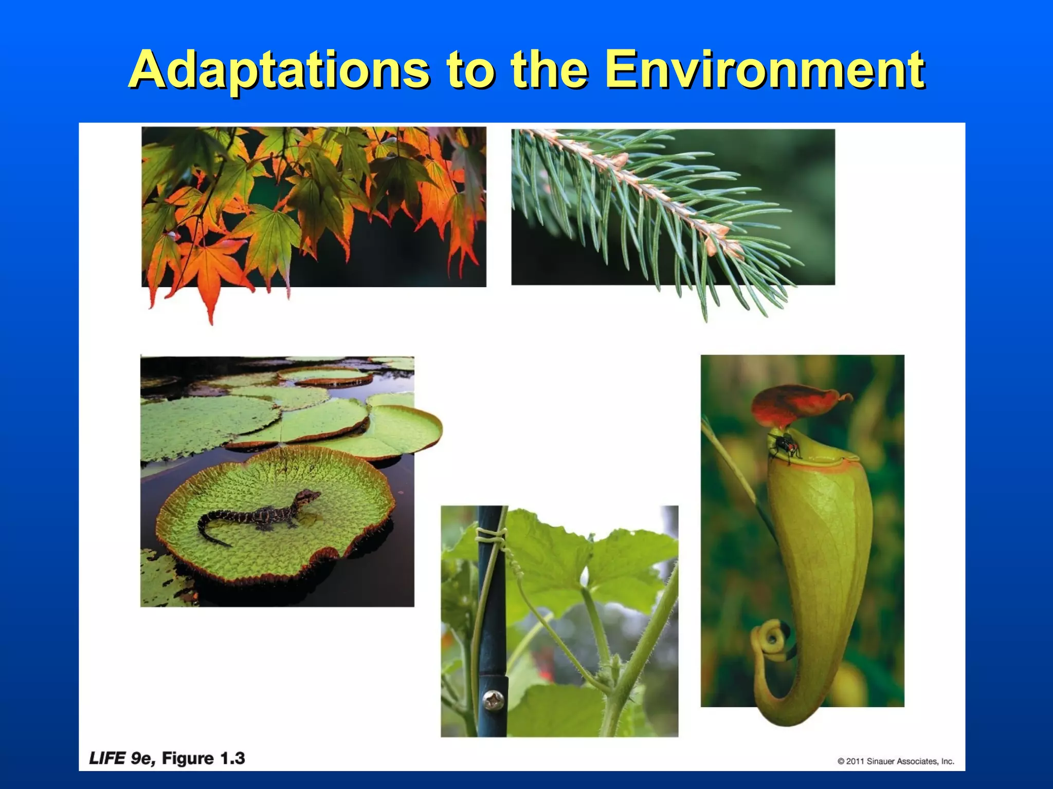 Adaptations to the Environment
 
