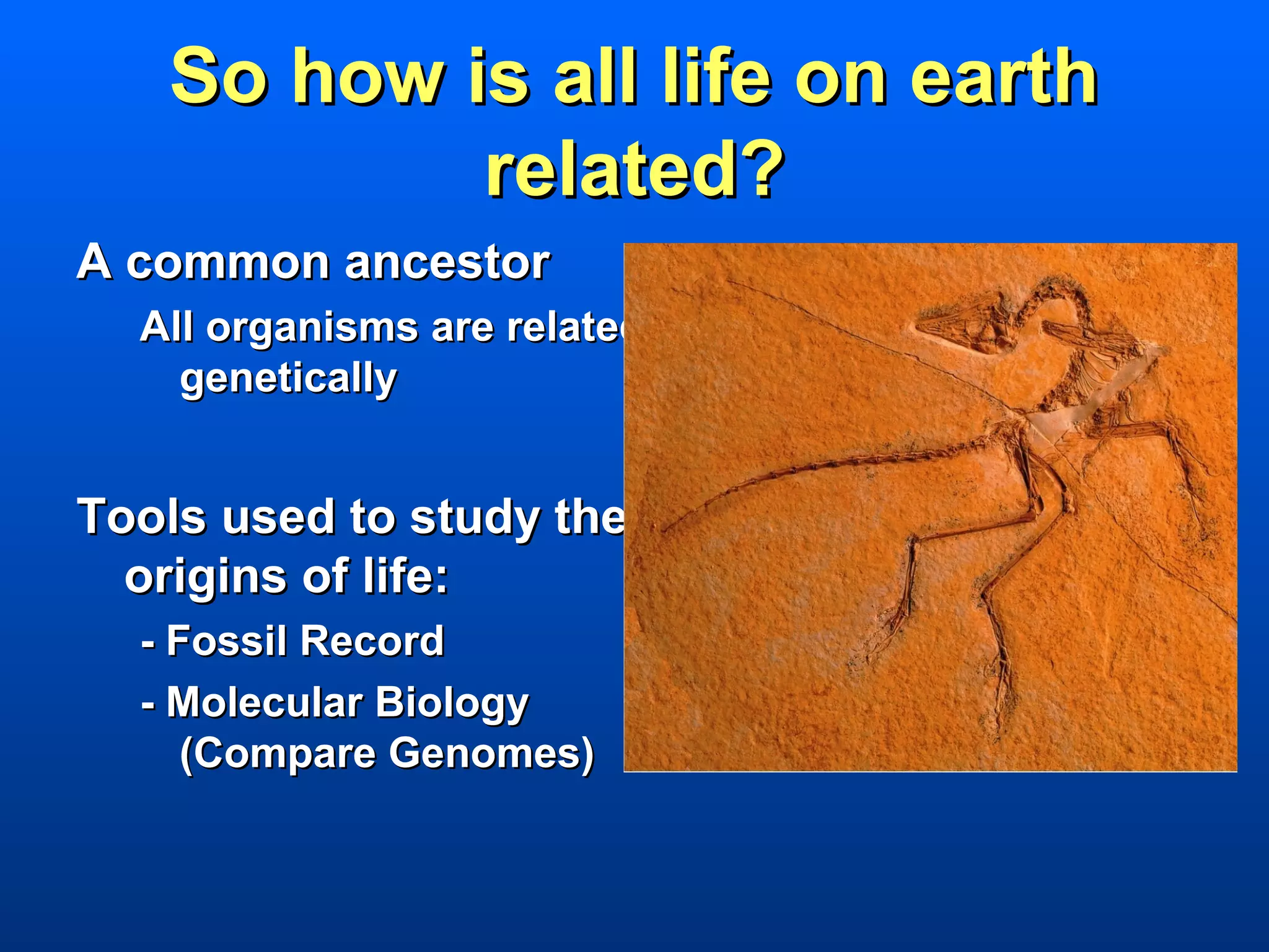 So how is all life on earth
           related?
A common ancestor
  All organisms are related
    genetically


Tools used to study the
  origins of life:
  - Fossil Record
  - Molecular Biology
     (Compare Genomes)
 