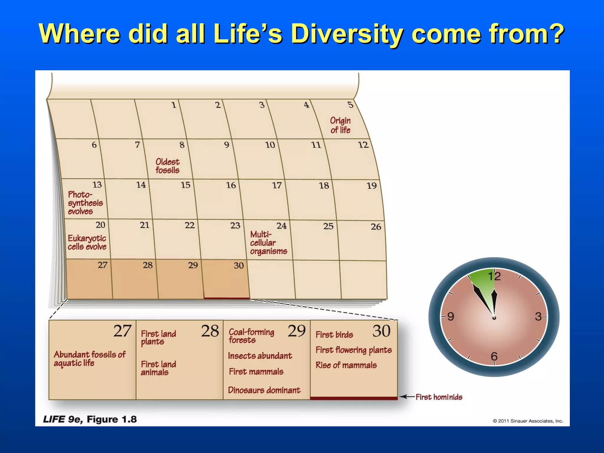 Where did all Life’s Diversity come from?
 