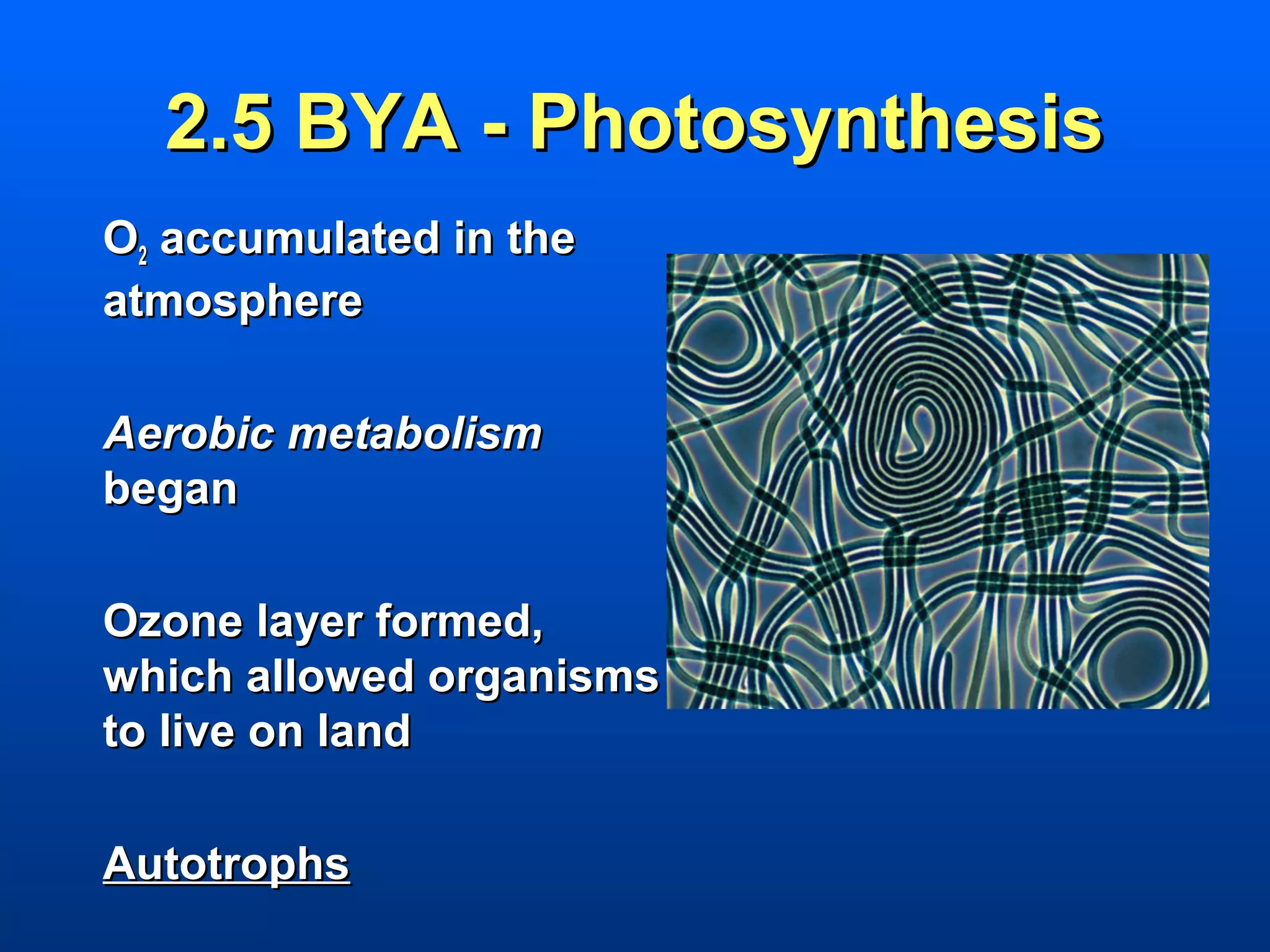 2.5 BYA - Photosynthesis
O2 accumulated in the
atmosphere

Aerobic metabolism
began

Ozone layer formed,
which allowed organisms
to live on land

Autotrophs
 