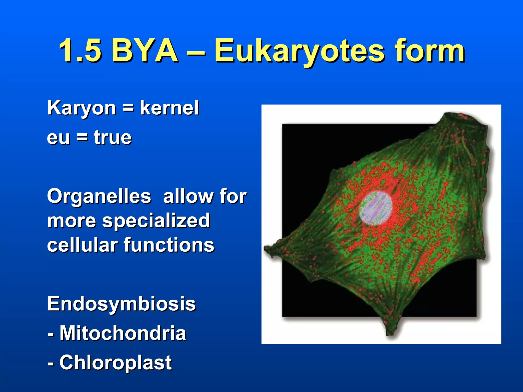 1.5 BYA – Eukaryotes form
Karyon = kernel
eu = true

Organelles allow for
more specialized
cellular functions

Endosymbiosis
- Mitochondria
- Chloroplast
 