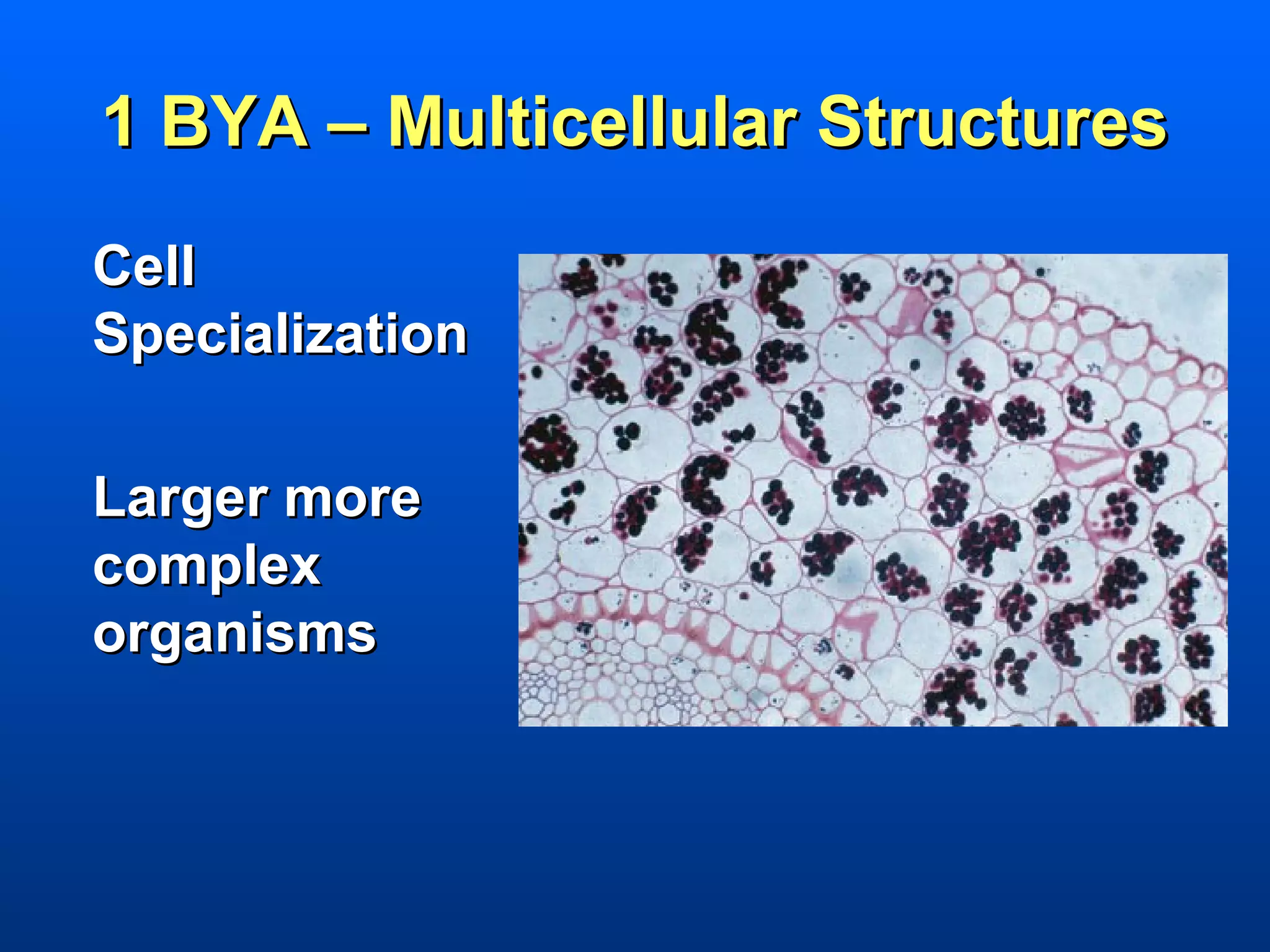 1 BYA – Multicellular Structures
Cell
Specialization

Larger more
complex
organisms
 