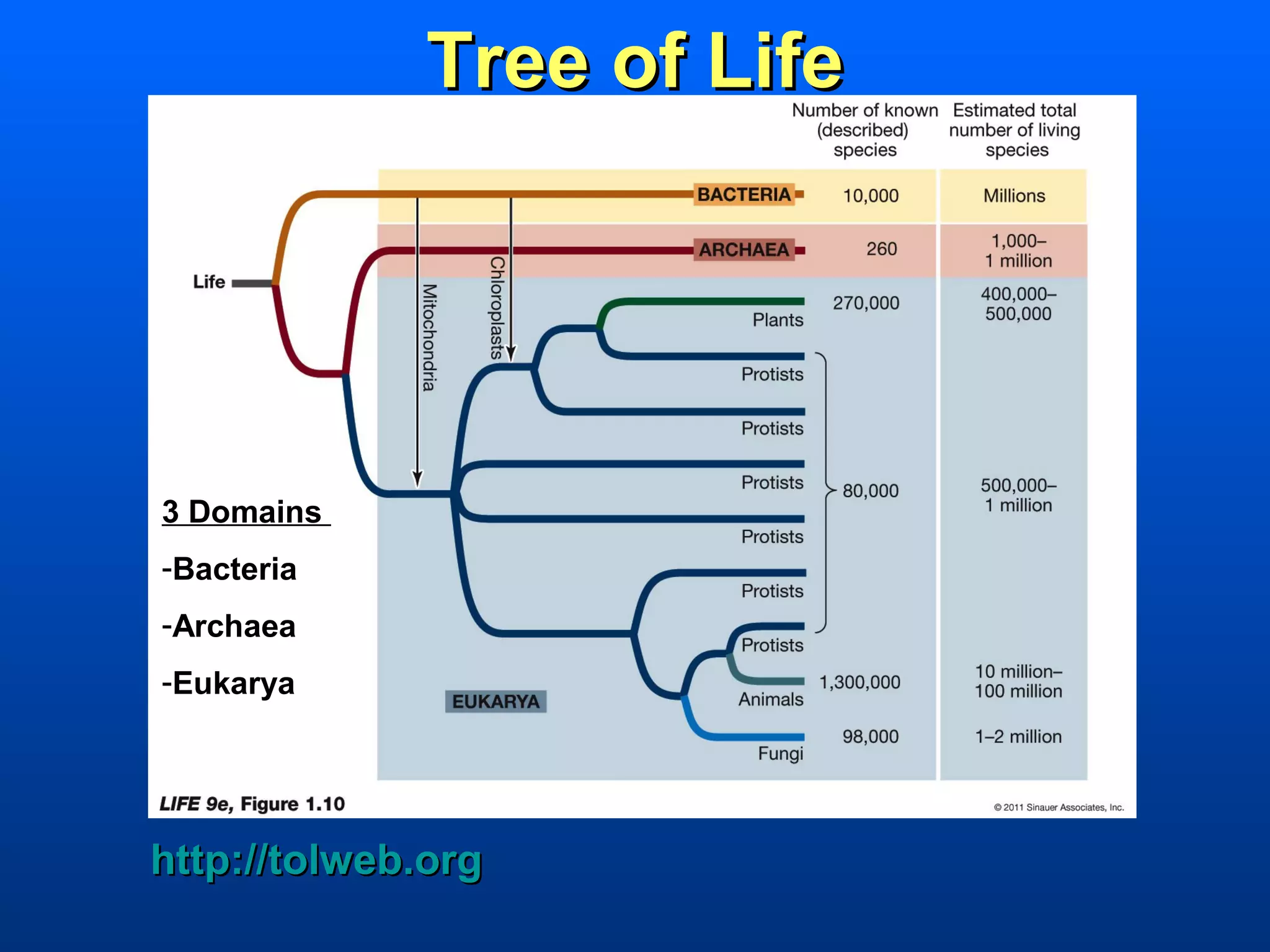 Tree of Life




3 Domains
-Bacteria
-Archaea
-Eukarya




http://tolweb.org
 