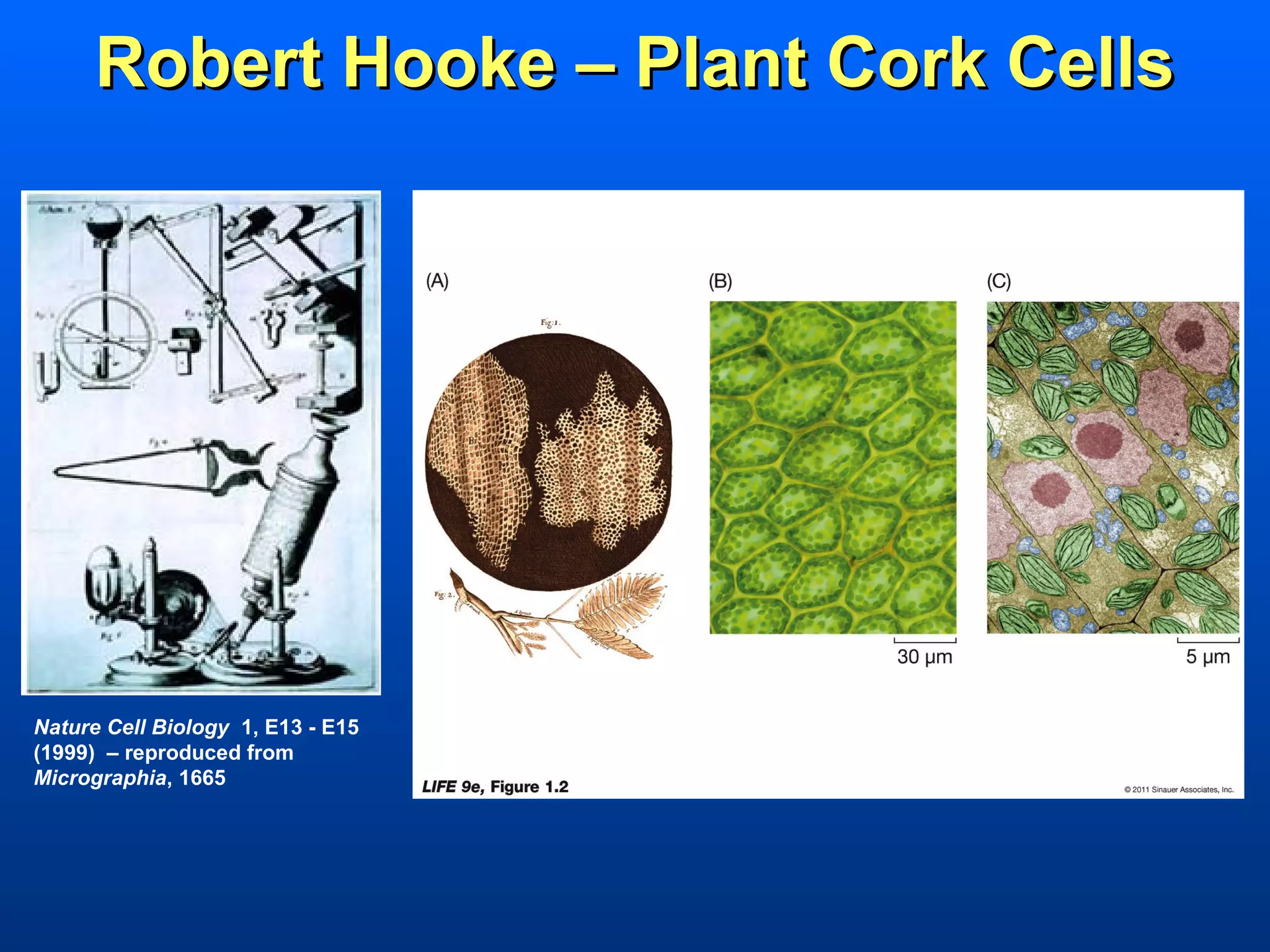 Robert Hooke – Plant Cork Cells




Nature Cell Biology 1, E13 - E15
(1999) – reproduced from
Micrographia, 1665
 
