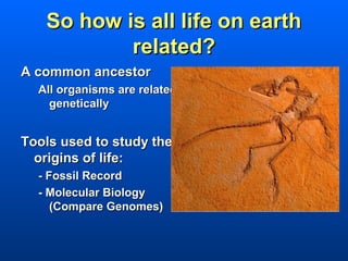 So how is all life on earth
           related?
A common ancestor
  All organisms are related
    genetically


Tools used to study the
  origins of life:
  - Fossil Record
  - Molecular Biology
     (Compare Genomes)
 