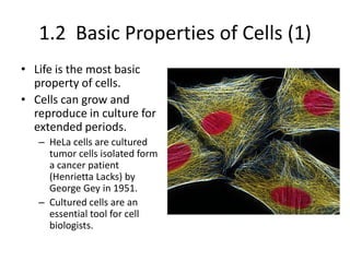 1.2 Basic Properties of Cells (1)
• Life is the most basic
  property of cells.
• Cells can grow and
  reproduce in culture for
  extended periods.
   – HeLa cells are cultured
     tumor cells isolated form
     a cancer patient
     (Henrietta Lacks) by
     George Gey in 1951.
   – Cultured cells are an
     essential tool for cell
     biologists.
 