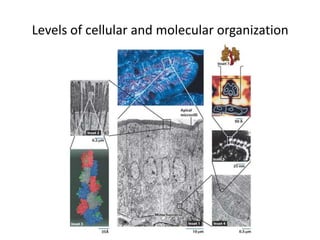 Levels of cellular and molecular organization
 