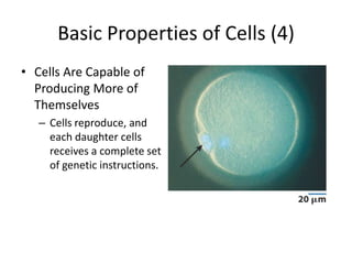 Basic Properties of Cells (4)
• Cells Are Capable of
  Producing More of
  Themselves
   – Cells reproduce, and
     each daughter cells
     receives a complete set
     of genetic instructions.
 