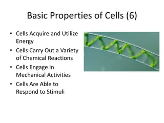 Basic Properties of Cells (6)
• Cells Acquire and Utilize
  Energy
• Cells Carry Out a Variety
  of Chemical Reactions
• Cells Engage in
  Mechanical Activities
• Cells Are Able to
  Respond to Stimuli
 