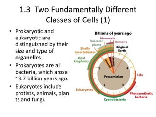 1.3 Two Fundamentally Different
          Classes of Cells (1)
• Prokaryotic and
  eukaryotic are
  distinguished by their
  size and type of
  organelles.
• Prokaryotes are all
  bacteria, which arose
  ~3.7 billion years ago.
• Eukaryotes include
  protists, animals, plan
  ts and fungi.
 