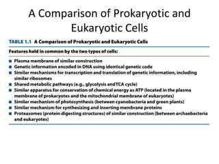 A Comparison of Prokaryotic and
       Eukaryotic Cells
 
