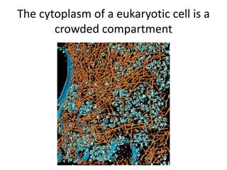 The cytoplasm of a eukaryotic cell is a
       crowded compartment
 