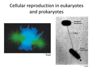Cellular reproduction in eukaryotes
          and prokaryotes
 