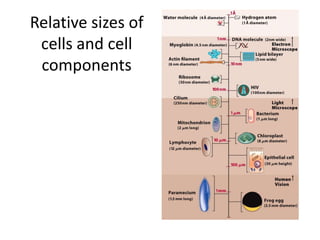 Relative sizes of
 cells and cell
 components
 