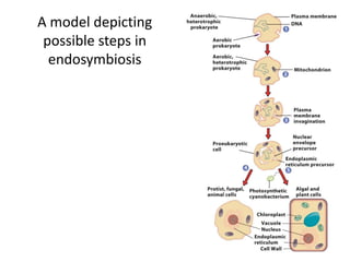 A model depicting
 possible steps in
  endosymbiosis
 