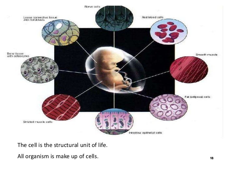 Chapter 1 cell biology intro cell