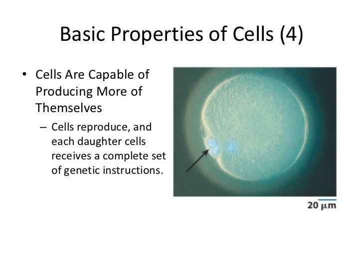 Chapter 1 cell biology intro cell