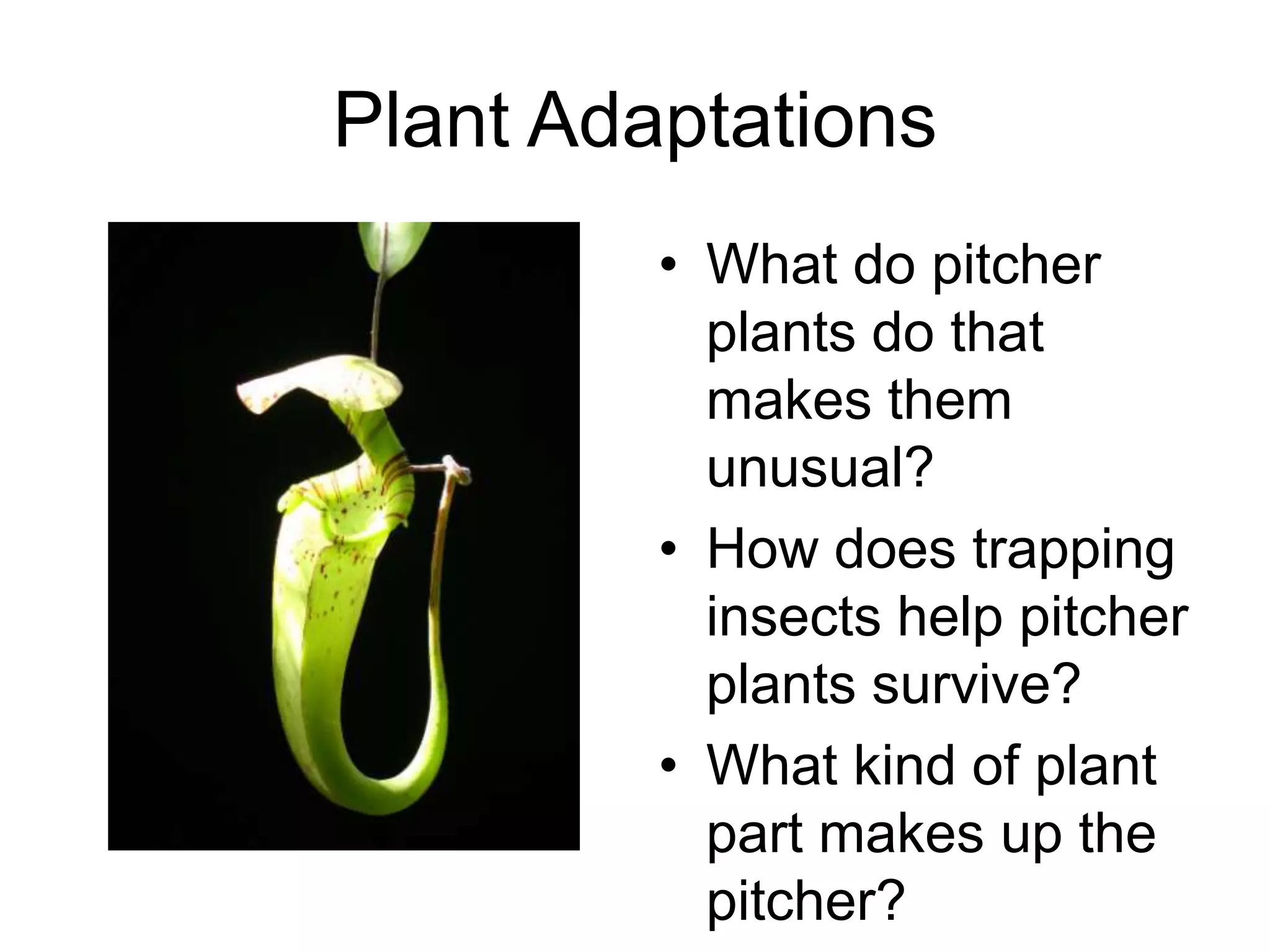 Plant Adaptations
         • What do pitcher
           plants do that
           makes them
           unusual?
         • How does trapping
           insects help pitcher
           plants survive?
         • What kind of plant
           part makes up the
           pitcher?
 