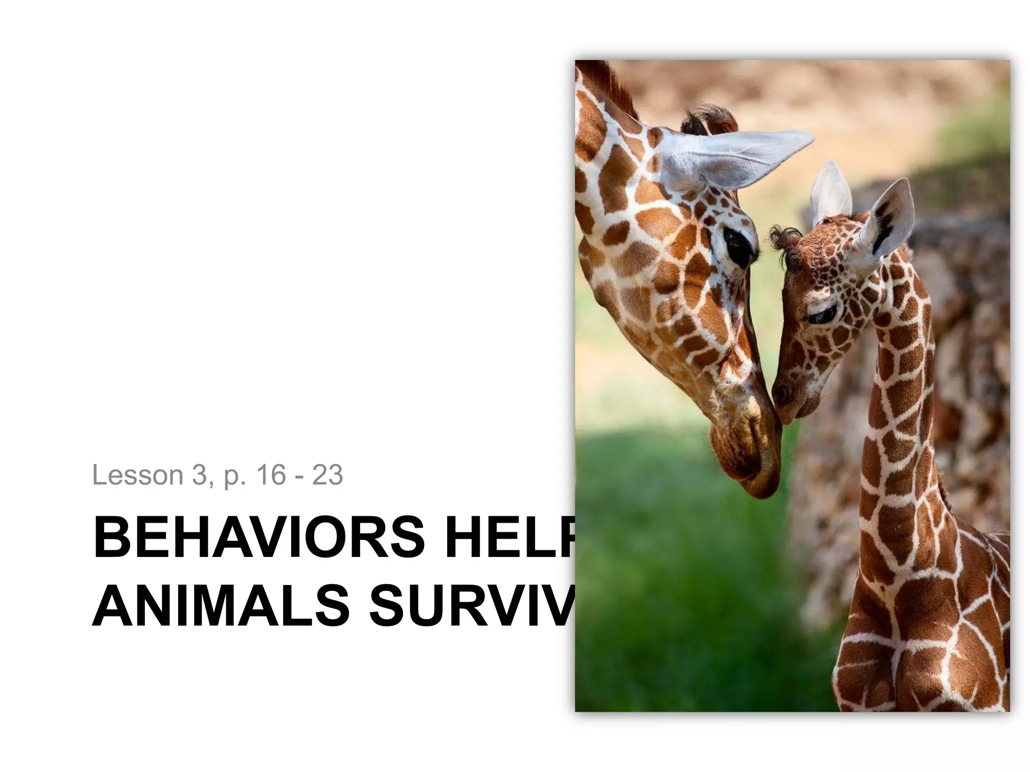 Lesson 3, p. 16 - 23

BEHAVIORS HELP
ANIMALS SURVIVE
 