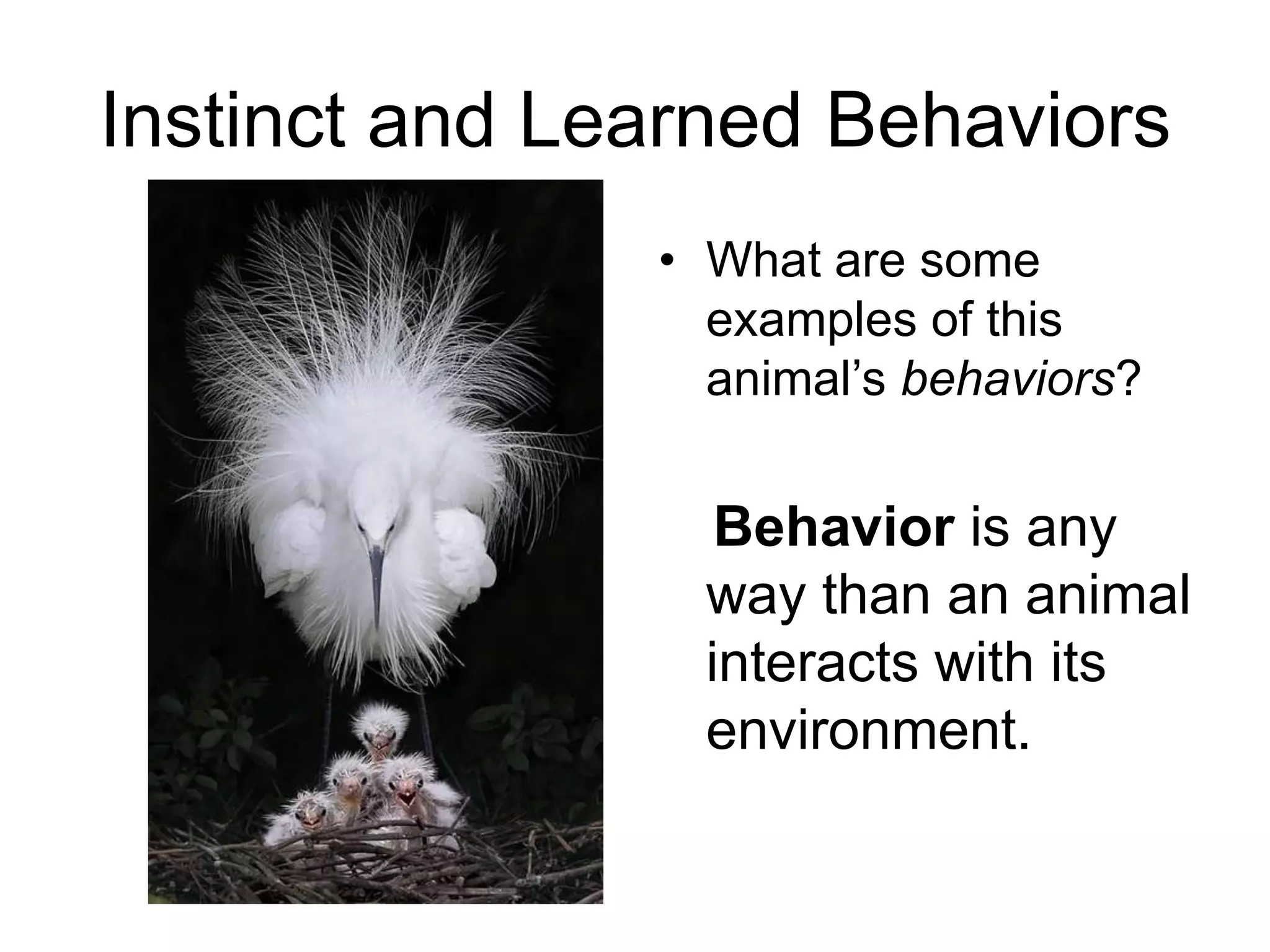 Instinct and Learned Behaviors
               • What are some
                 examples of this
                 animal’s behaviors?


                  Behavior is any
                 way than an animal
                 interacts with its
                 environment.
 