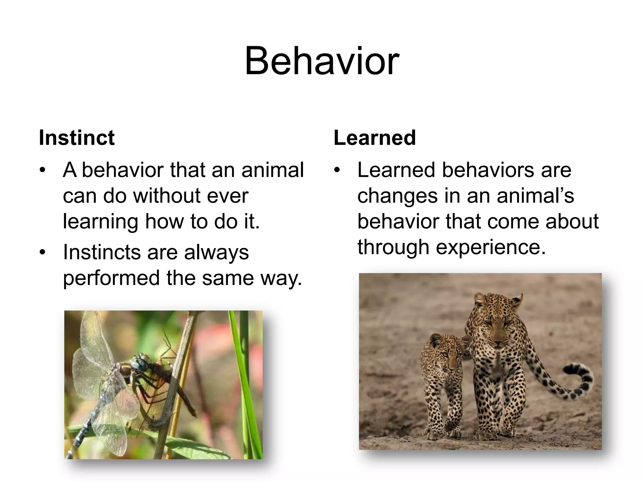 Behavior
Instinct                      Learned
• A behavior that an animal   • Learned behaviors are
  can do without ever           changes in an animal’s
  learning how to do it.        behavior that come about
• Instincts are always          through experience.
  performed the same way.
 