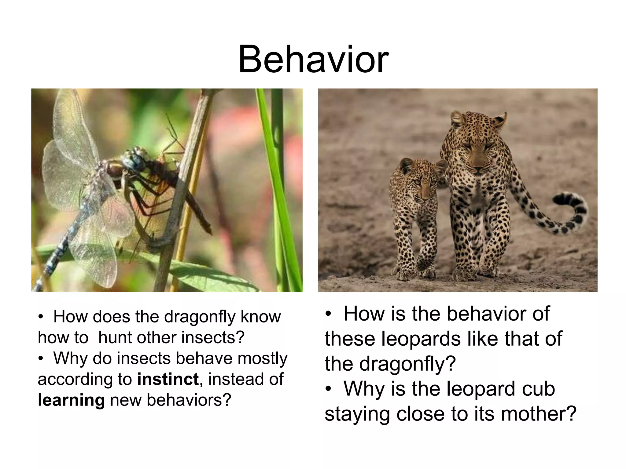 Behavior




• How does the dragonfly know       • How is the behavior of
how to hunt other insects?          these leopards like that of
• Why do insects behave mostly      the dragonfly?
according to instinct, instead of
learning new behaviors?
                                    • Why is the leopard cub
                                    staying close to its mother?
 