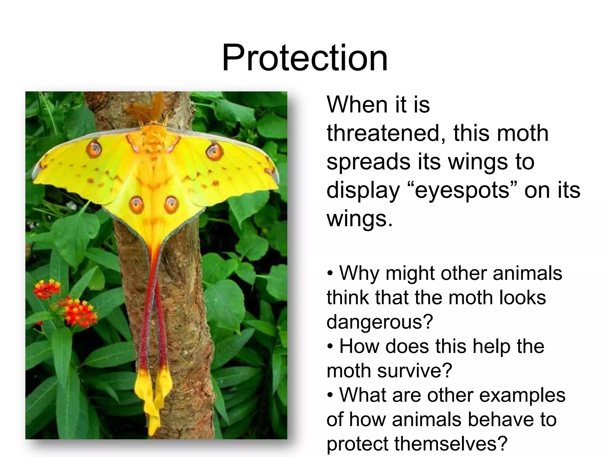 Protection
      When it is
      threatened, this moth
      spreads its wings to
      display “eyespots” on its
      wings.

      • Why might other animals
      think that the moth looks
      dangerous?
      • How does this help the
      moth survive?
      • What are other examples
      of how animals behave to
      protect themselves?
 