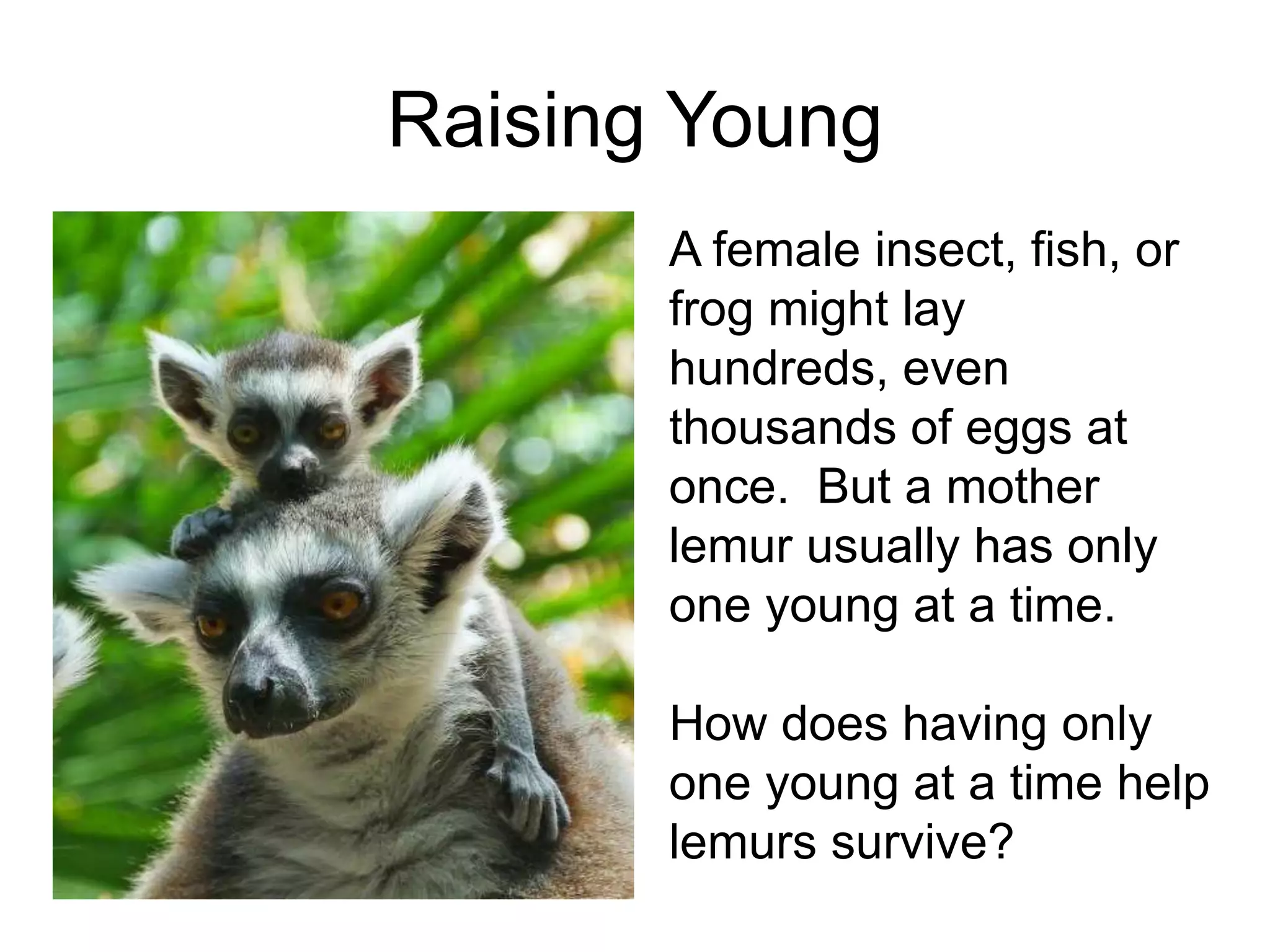 Raising Young
       A female insect, fish, or
       frog might lay
       hundreds, even
       thousands of eggs at
       once. But a mother
       lemur usually has only
       one young at a time.

       How does having only
       one young at a time help
       lemurs survive?
 